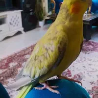 عروس هلندی