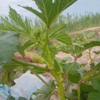 بامیه سبز شرط ریز وتازه