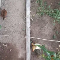بوقلمون و مرغ خروس برهما