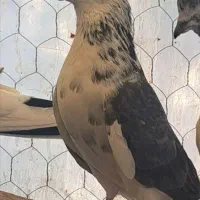 کفتر سهره قناری|پرنده|هشتگرد, قاسم آباد بزرگ|دیوار
