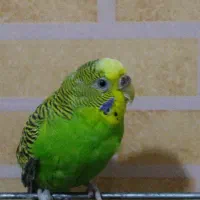 مرغ عشق ماده