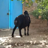 قوچ قزل افشار اصیل لخت جنس دوقلو زا