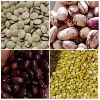 حبوبات لپه نخود لوبیا عدس قند سویا مغزه‌تخمه