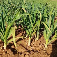 فروش سیر سفید