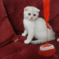 بچه گربه اسکاتیش سفید نر