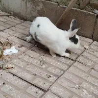 خرگوش