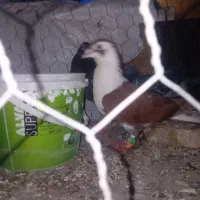 سالم سالم  اول کامل بخون بعد پیام بدید