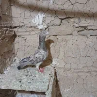کبوتر