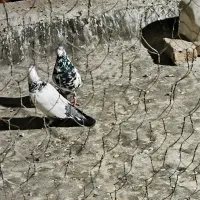 کفتر سوسکی