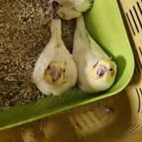 جوجه عروس هلندی۲۳روزه.سرلاکی