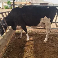 گاو شیری ،نوبر ،تلیسه ابستن