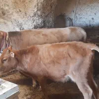 گاو گوساله فروش فوری