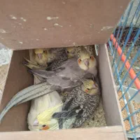 جوجه عروس دونخور