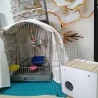 طوطی عروس هلندی با وسایل