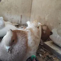 کله زرد جوجه ۲عدد
