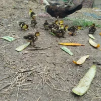 اردک اسراییلی همراه ۱۲عددبچه