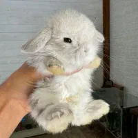خر.گوش