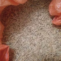 تخم جو طارم هاشمی