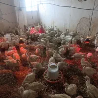 بوقلمون بیوتی ۶