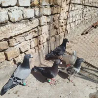 کبوتر پلاکی