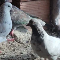 کبوتر کله زردگوم شوده