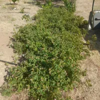باغ شهر مینو دشت اشراق