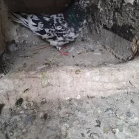 کبوتر