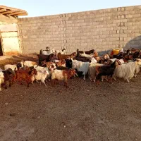۴۶ رهس بز و کوار