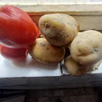 سیب زمینی تازه