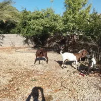 بزپاکستانی کهره دارکهره درشت