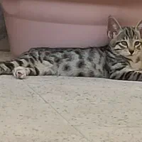 بچه گربه