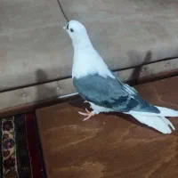 کبوتر|پرنده|کرج, کمالشهر|دیوار
