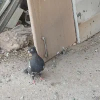 سینه ای