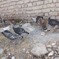 ۱۳ عدد بوقلمون