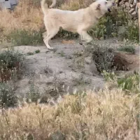 سگ ماده پژدر نسل دار .
