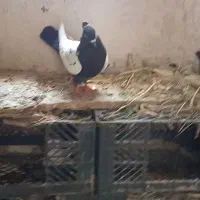 کبوتر سینه سیاه