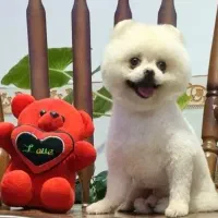 واگذاری سگ پامر خرسی اصیل زیبا جیبی