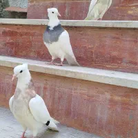 جوجه کلفه گوچک چیتی