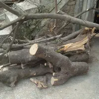 درخت انجیر و گردو