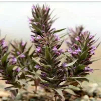 پیدونه کوهی،کاکوتی