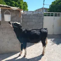 گوساله سیمیتال نر