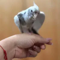 گمشده عروس هلندی