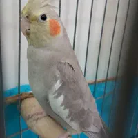 عروس هلندی جفت