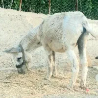 الاغ نر۶سال اخته شده گله ای۲۰۰کیلوبارش