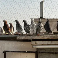 سرور  تهرانی پرشی یجایی