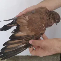 کله ای ماده امیدیه