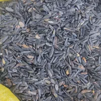 تخمه شمشیری