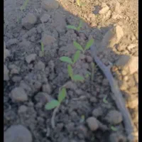 نیازمند کارگر خانوم