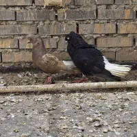 کبوتر رامشیر