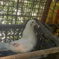 کفتر